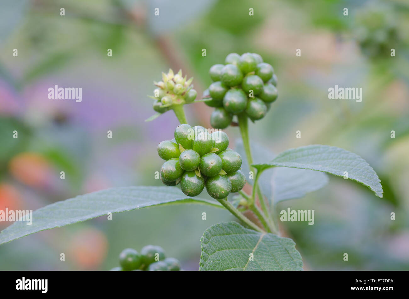 Lantana camara seed Stock Photo