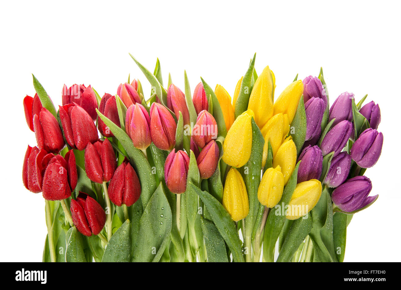 Fresh tulips over white background. Spring flowers with water drops ...