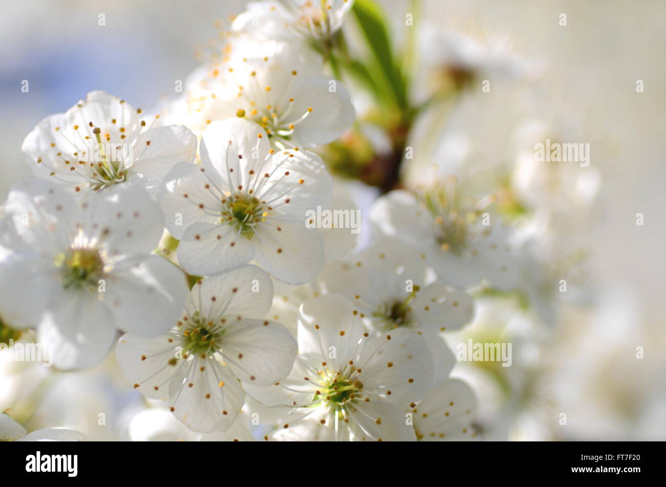 delicate beautiful cherry tree flowers against blue sky Stock Photo - Alamy