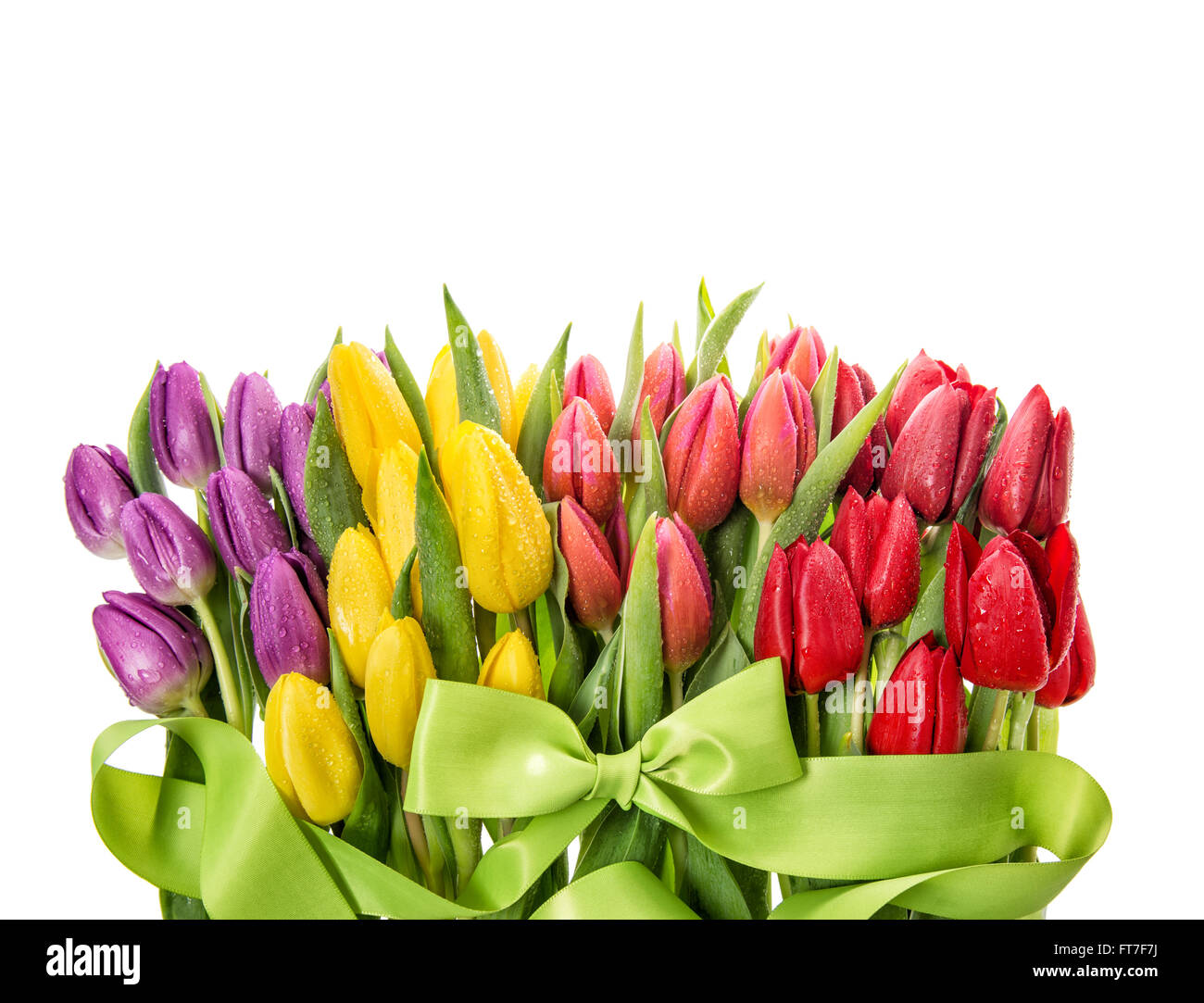 Fresh tulips. Spring flowers with water drops over white background ...