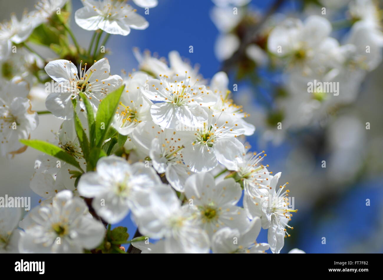 delicate beautiful cherry tree flowers against blue sky Stock Photo - Alamy