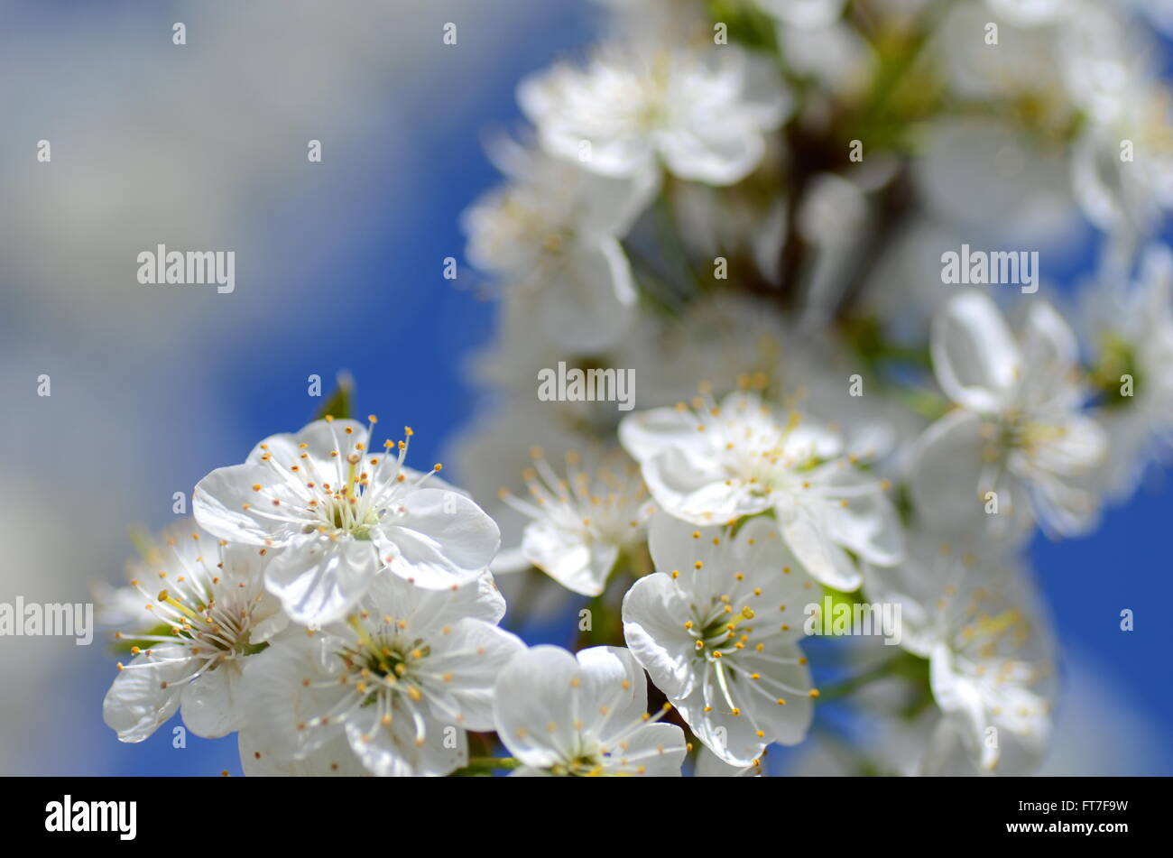 delicate beautiful cherry tree flowers against blue sky Stock Photo - Alamy