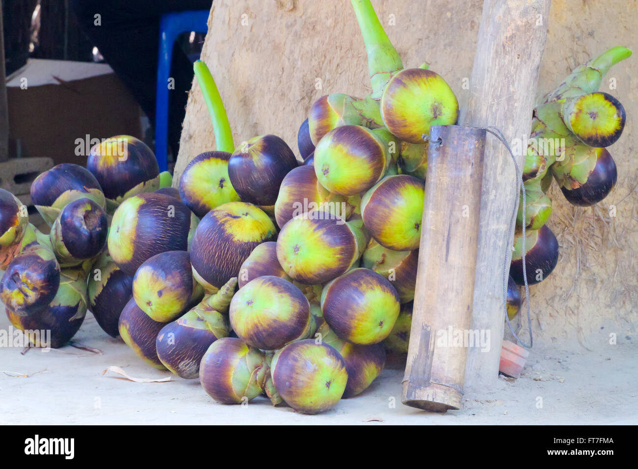 Asian Palmyra palm, Toddy palm, Sugar palm,Sugar palm is a common name for several species of