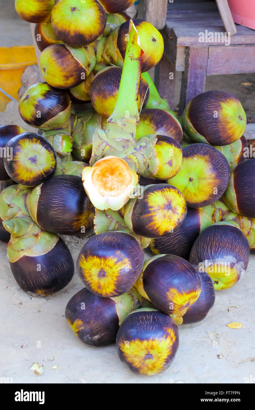 Asian Palmyra palm, Toddy palm, Sugar palm,Sugar palm is a common name