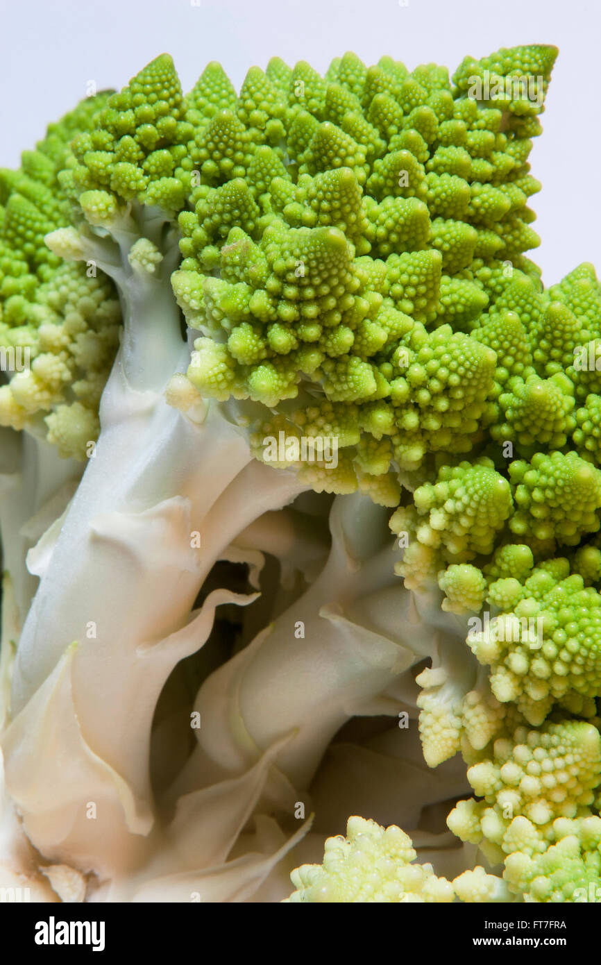 Green Cauliflower Brassica Oleracea Known As Romanesco Broccoli Roman Cauliflower Broccolo Romanesco Romanesque Cauliflower Stock Photo Alamy