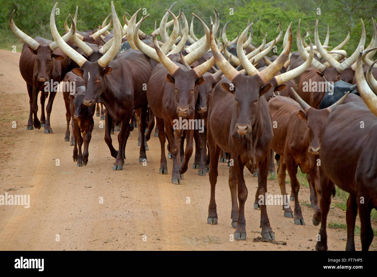 Flock of cattle cows in Uganda Stock Photo Alamy