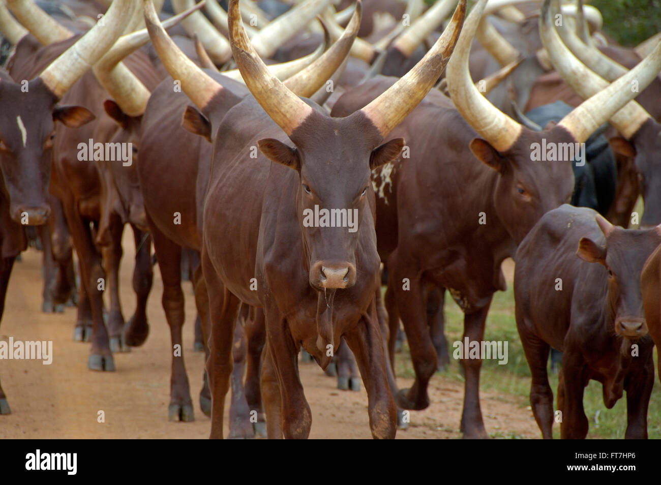 Flock of cattle cows in Uganda Stock Photo Alamy