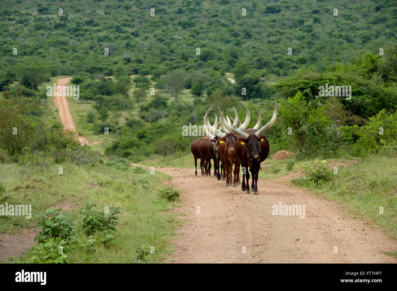 Flock of cattle cows in Uganda Stock Photo Alamy