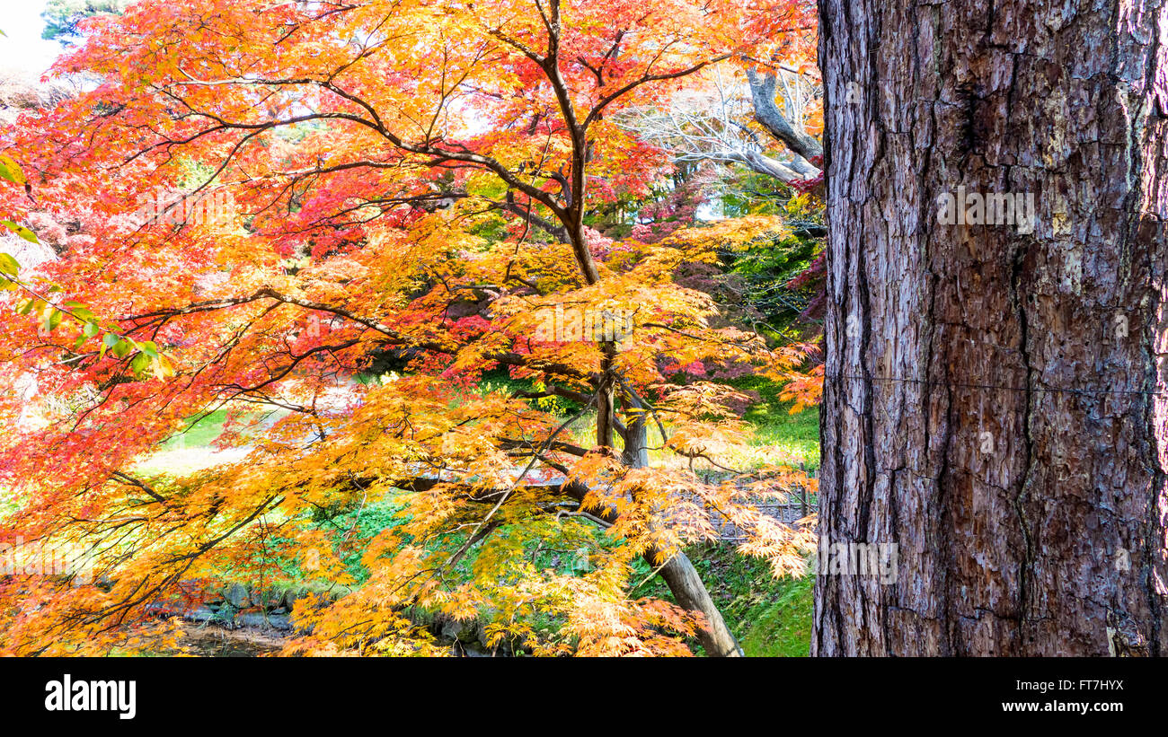 Aomori, Japan - 31 Oct, 2014 : Beautiful season at the Hirosaki Castle ...