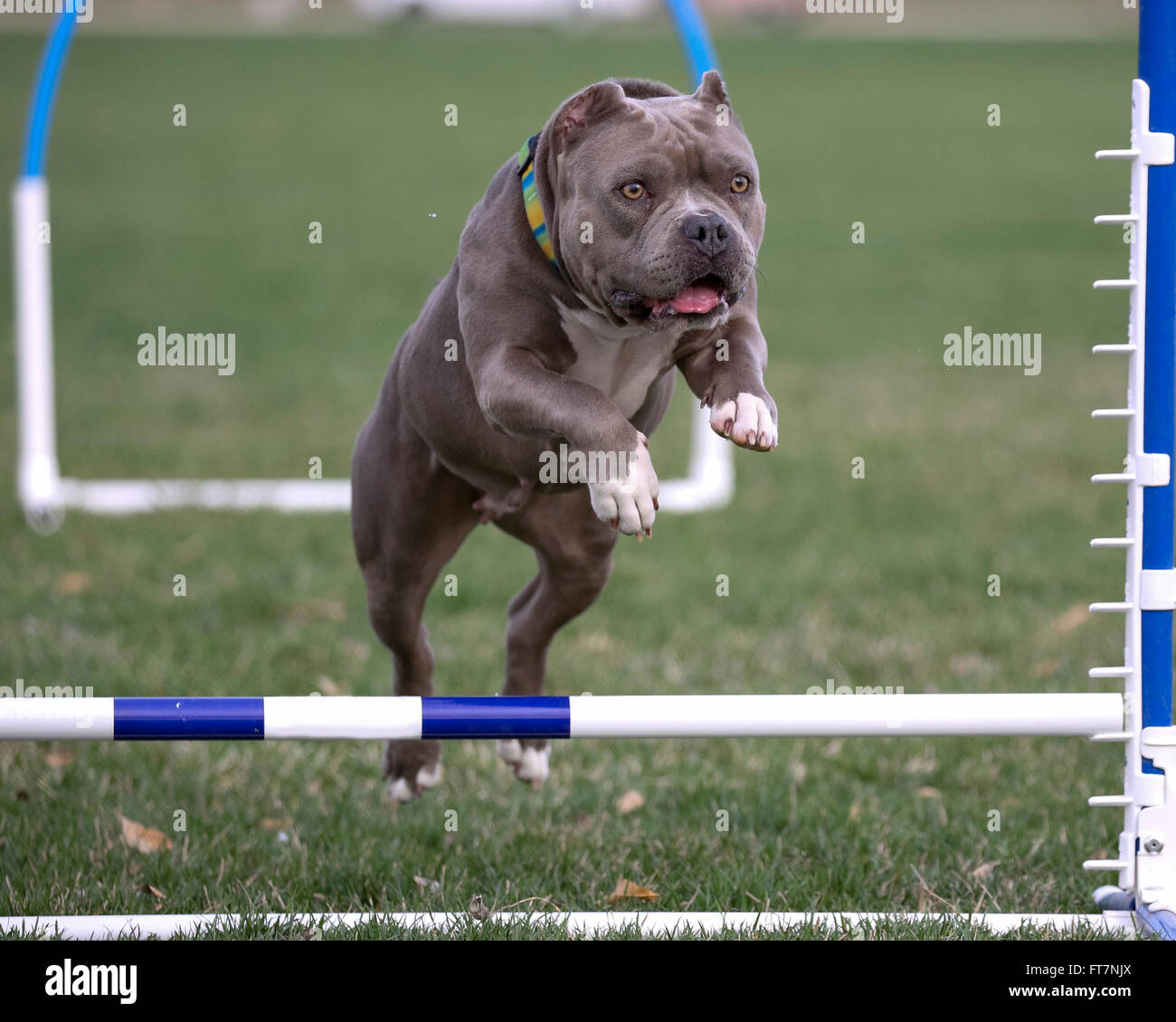 Close up of a bully breed dog going over a jump at an agility event Stock Photo