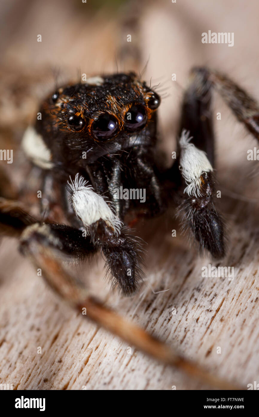 Menemerus sp. Jum spider. Stock Photo