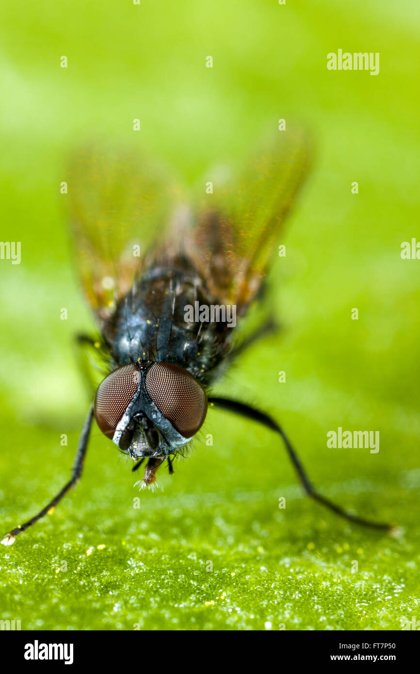 Housefly on a leaf. Stock Photo