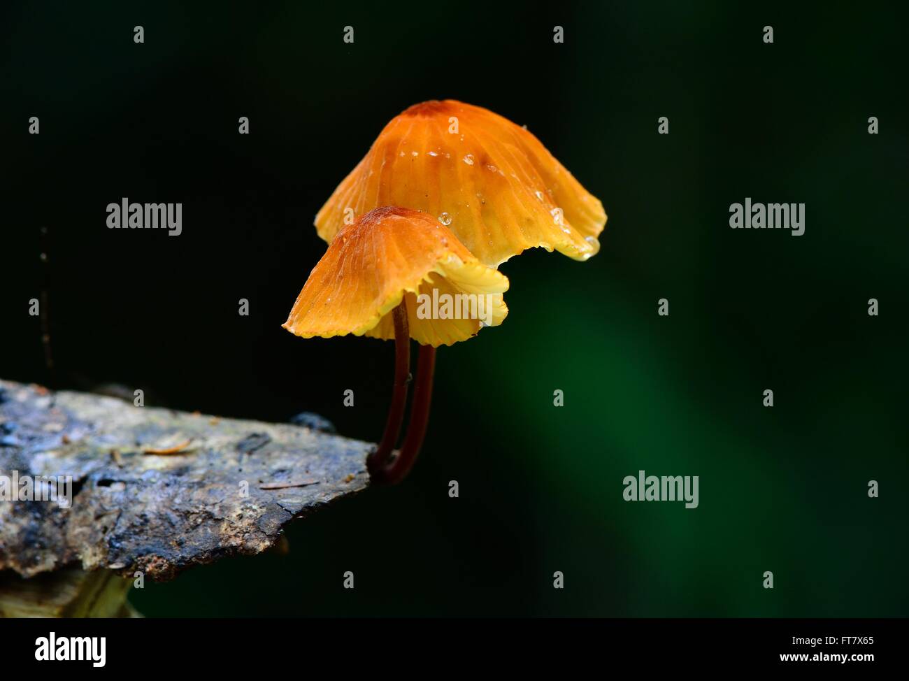 beautiful tiny orange mushroom in Thai forest Stock Photo