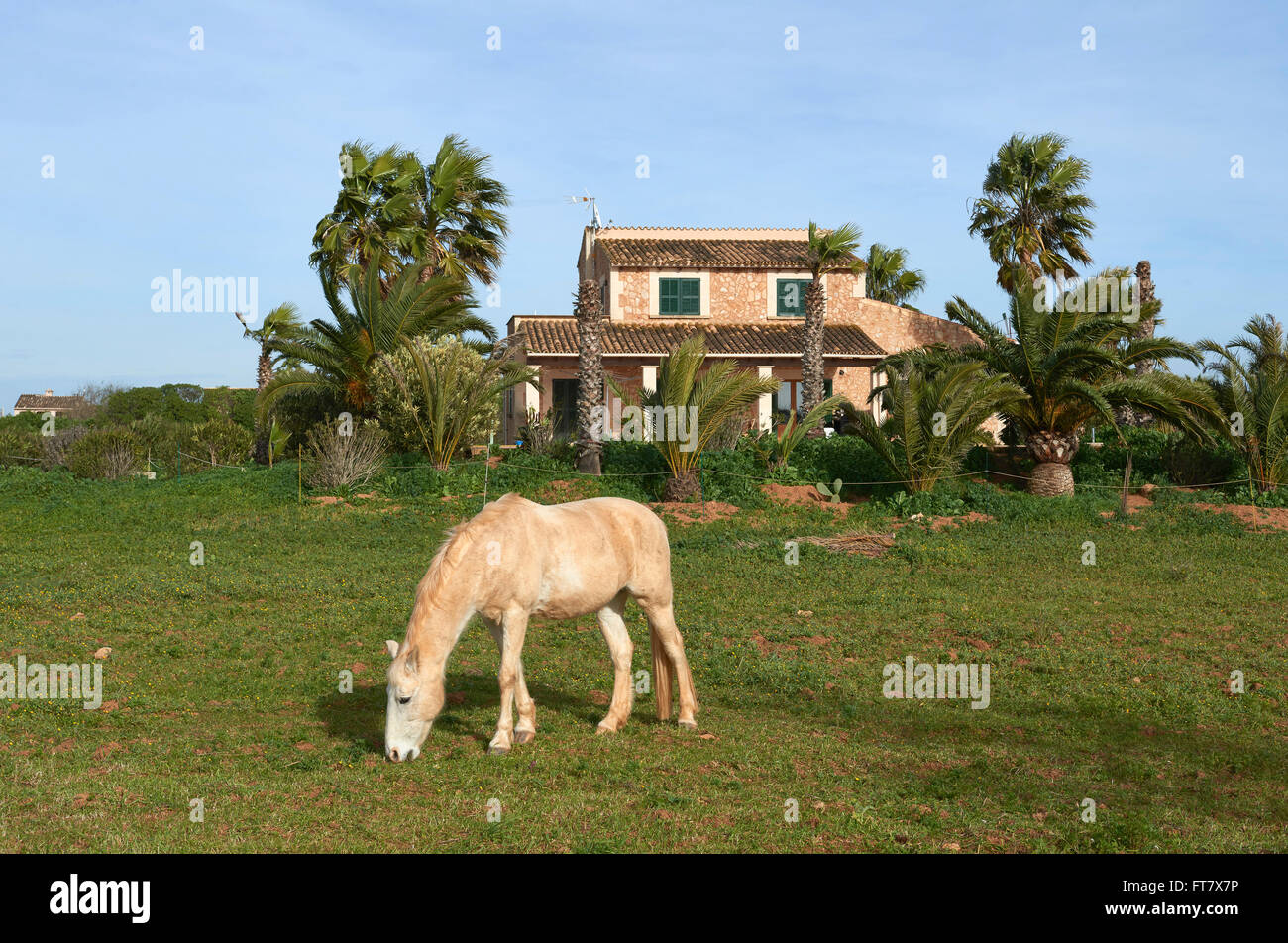 creme colored  horse in front of a finca in Mallorca Balearic Islands Spain near el Palmer. Stock Photo