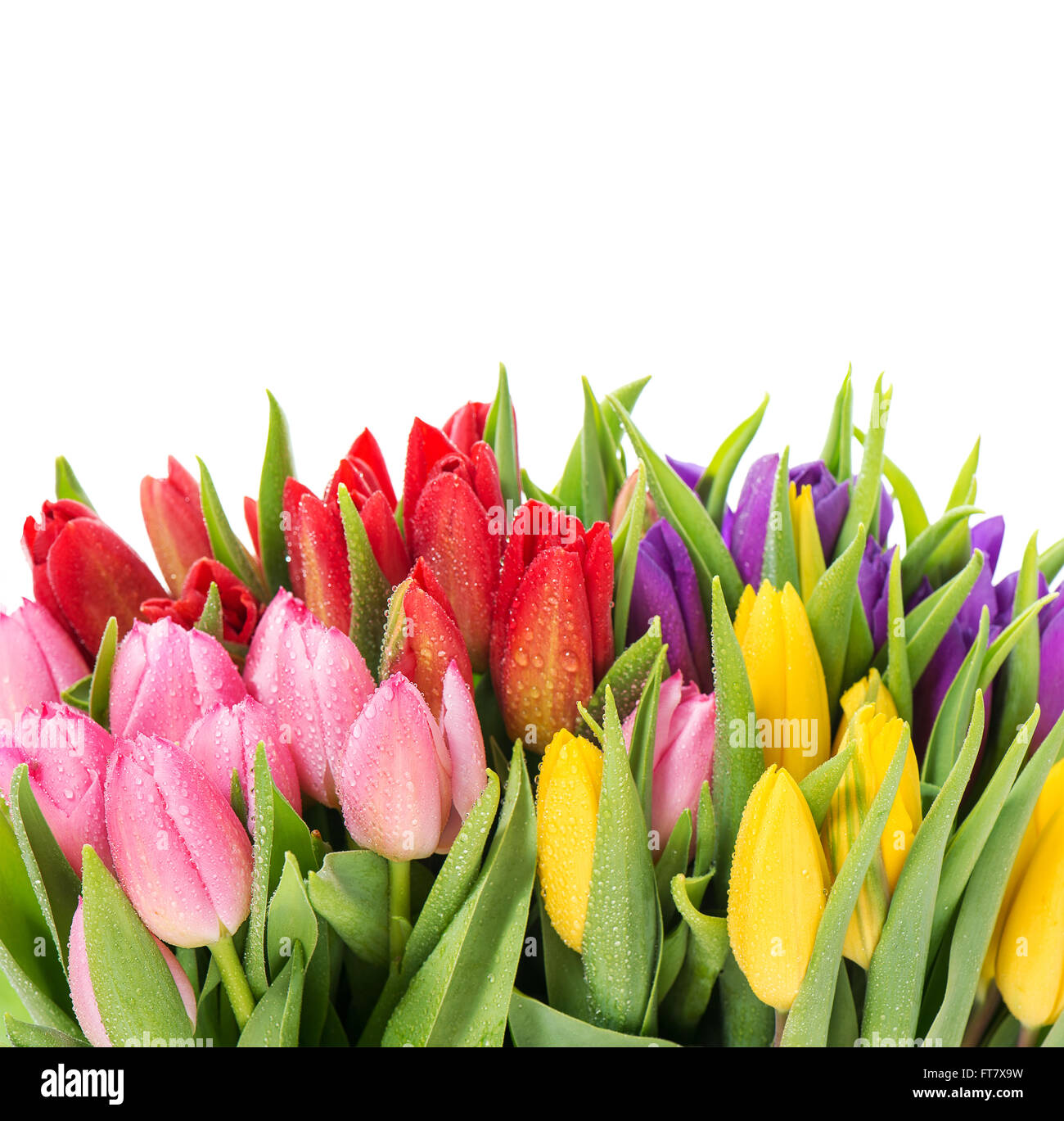 Bouquet of multicolor tulips over white background. Fresh spring ...