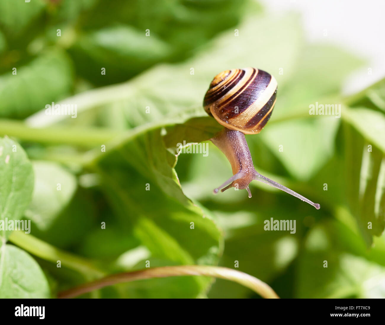 Snail on a Leaf Stock Photo - Alamy
