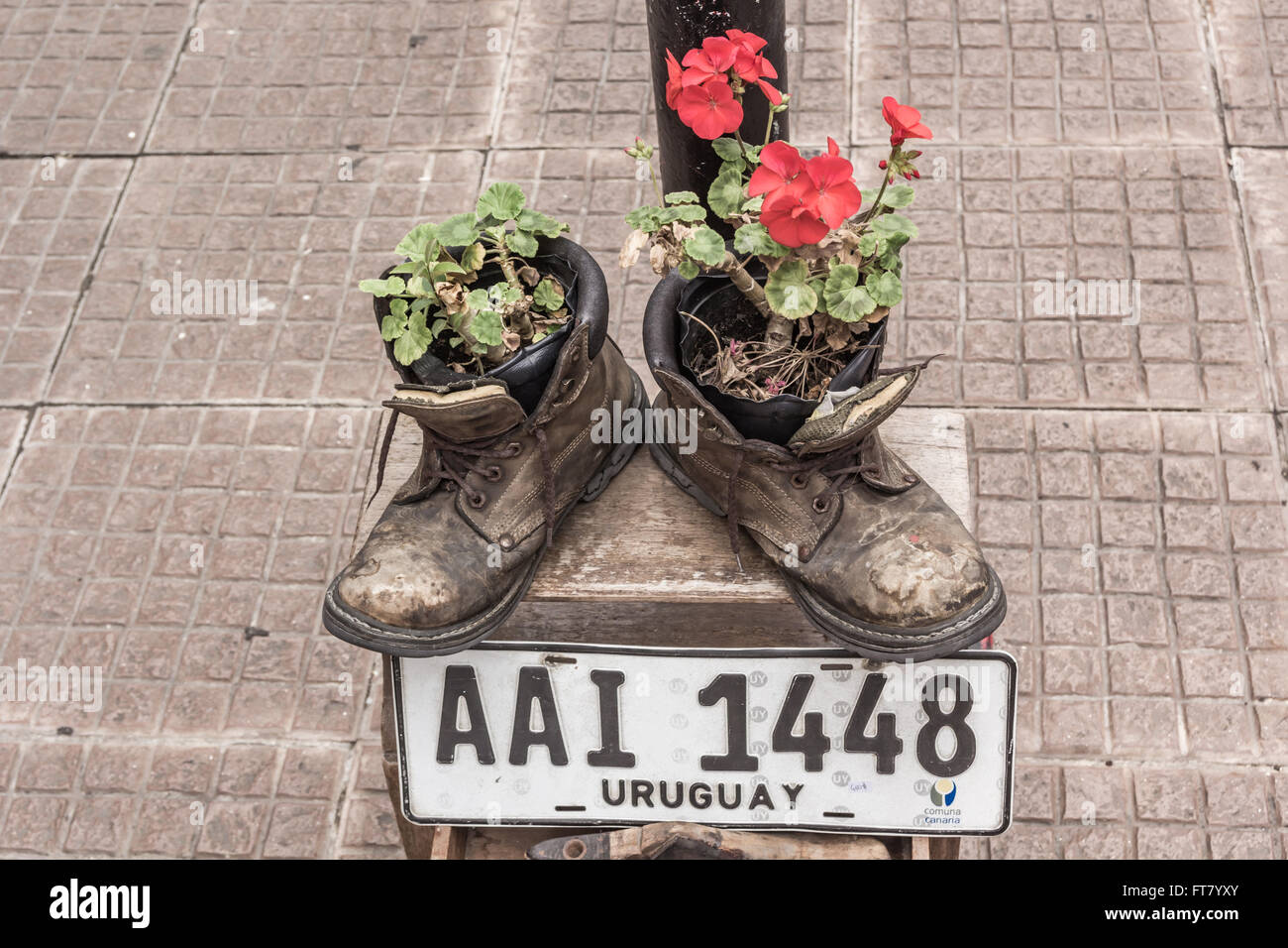 FLOWERS GROWING IN BOOTS, MONTIVIDEO, URUGUAY - CIRCA DECEMBER 2015. Old boots being used as flower planters. Stock Photo