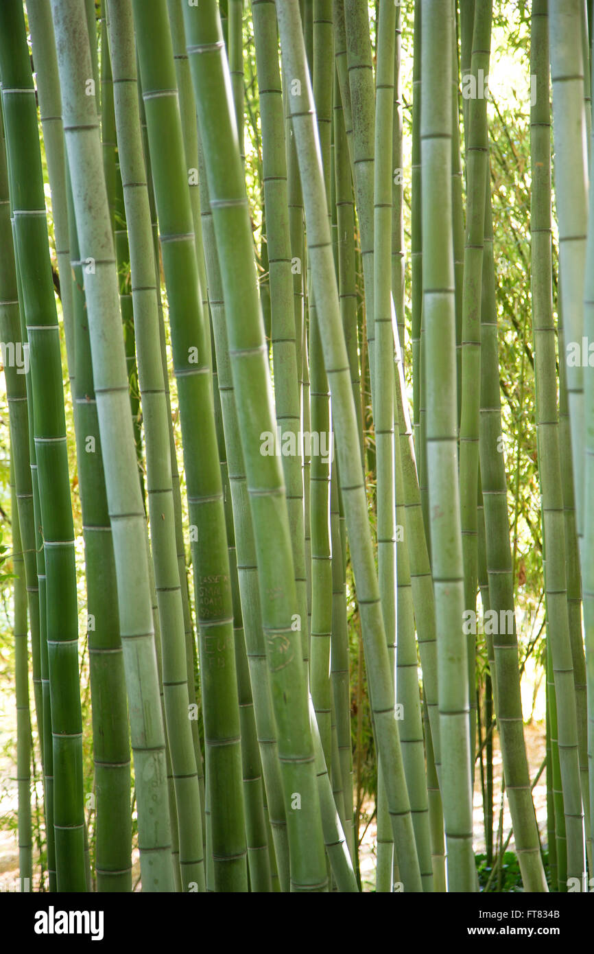 Closeup view of green bamboo canes Stock Photo Alamy