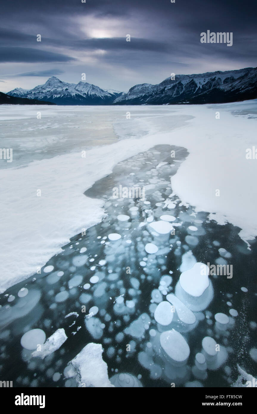 Frozen gas bubbles beneath surface of frozen Lake Abraham, Canadian