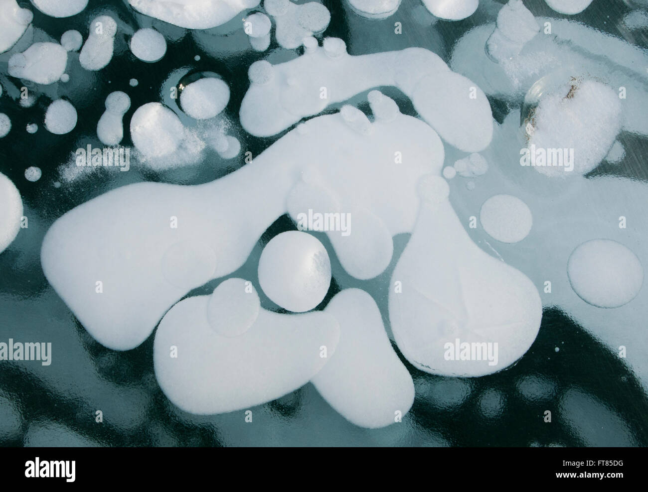 Frozen gas bubbles beneath surface of frozen Lake Abraham, Canadian