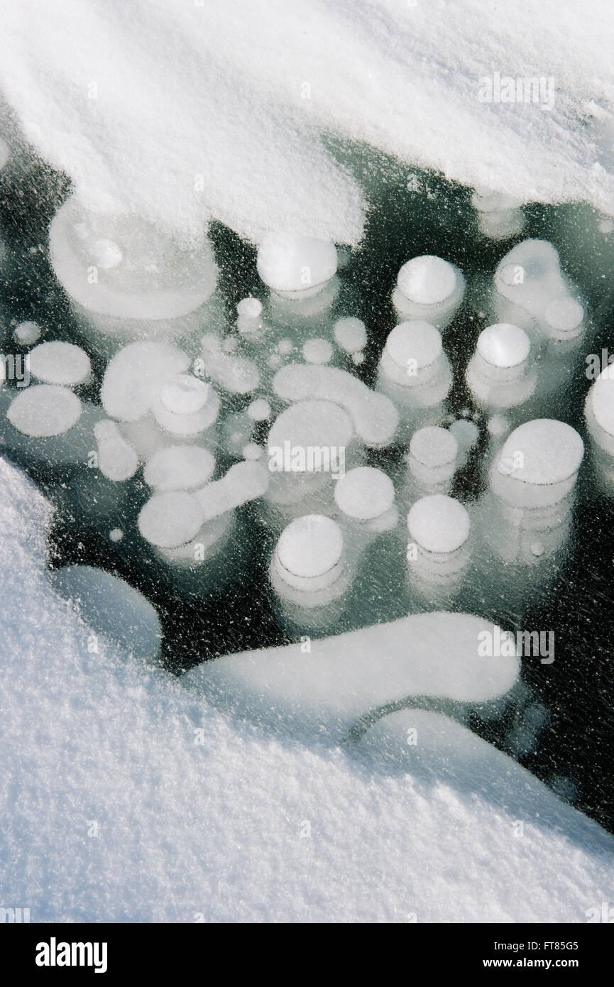 Frozen gas bubbles beneath surface of frozen Lake Abraham, Canadian