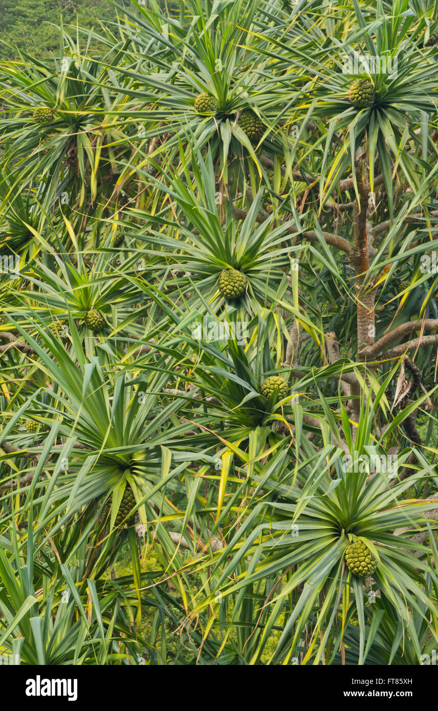 Pandanus (Pandanus tectorius) Native to Hawaii, female plant with fruits. Kauai, Hawaii Stock Photo