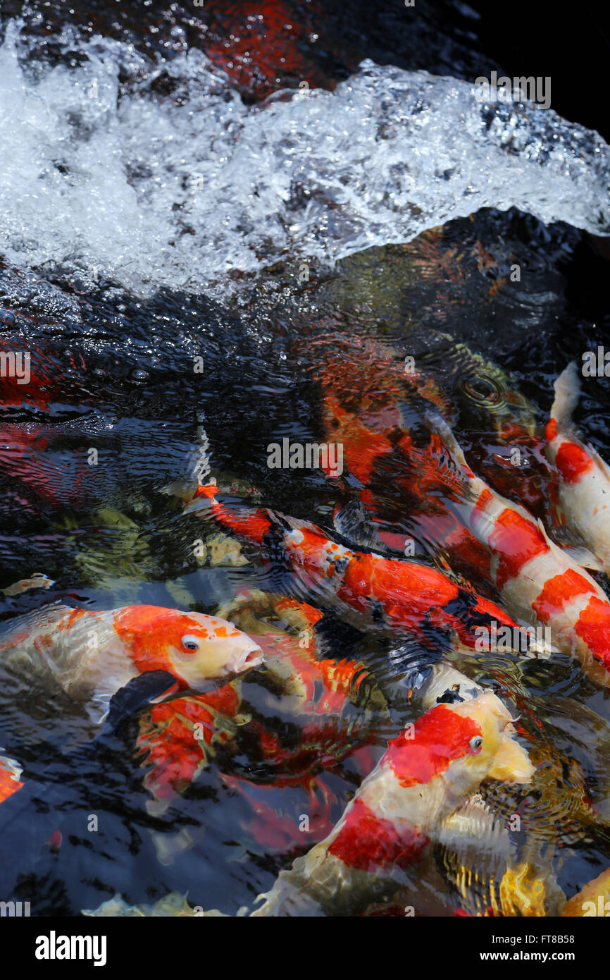 Koi fish in the pool Stock Photo
