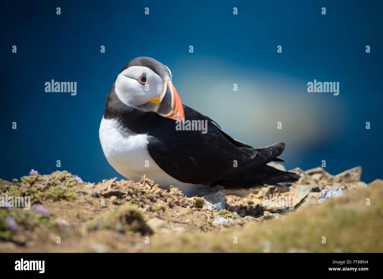 Atlantic Puffin (Fratercula arctica) Stock Photo