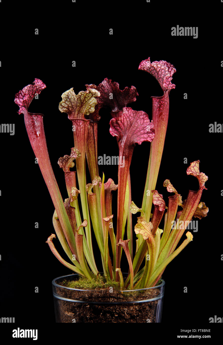 Crimson Pitcher Plant (Sarracenia leucophylla) on black background Stock Photo