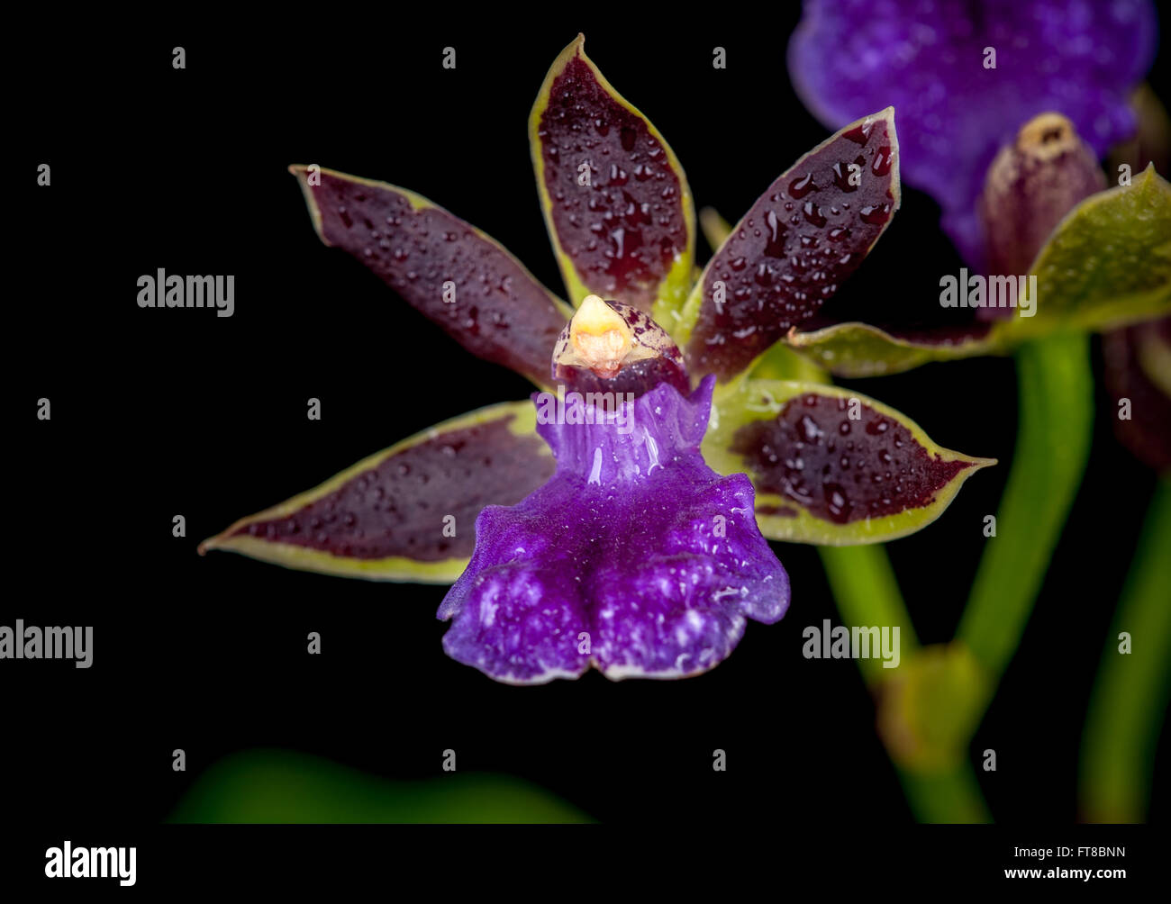 Zygopetalum orchid Stock Photo
