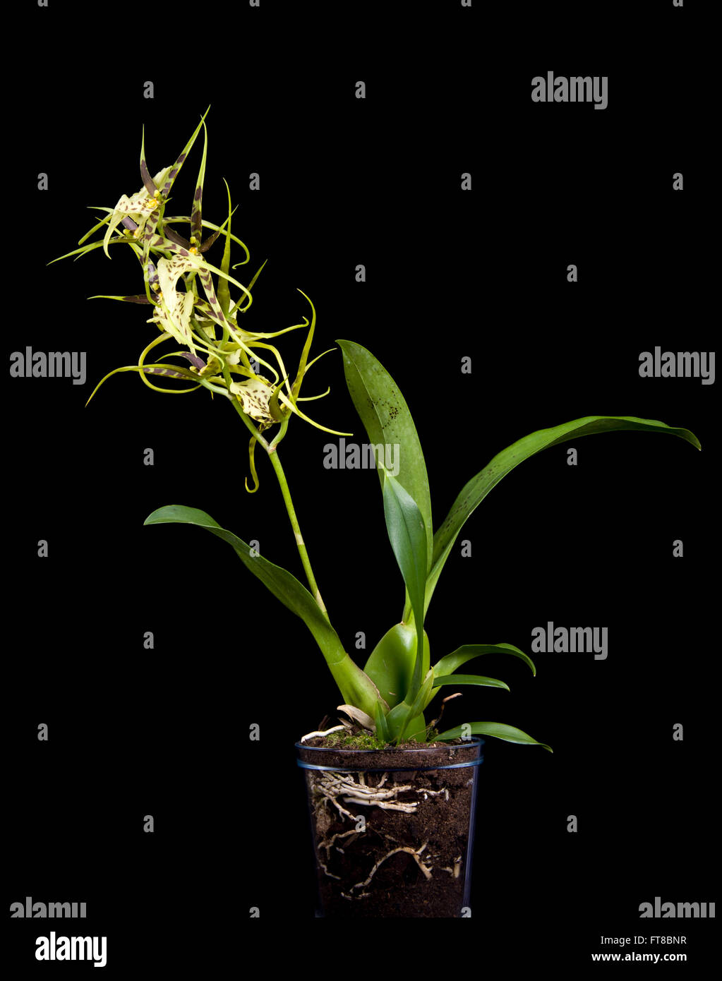 Spotted Brassia orchid on black background Stock Photo