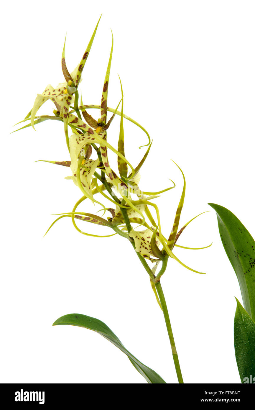 Brassia maculata orchid isolated on white background Stock Photo