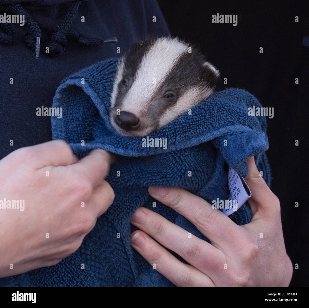 Rescued badger cub Stock Photo