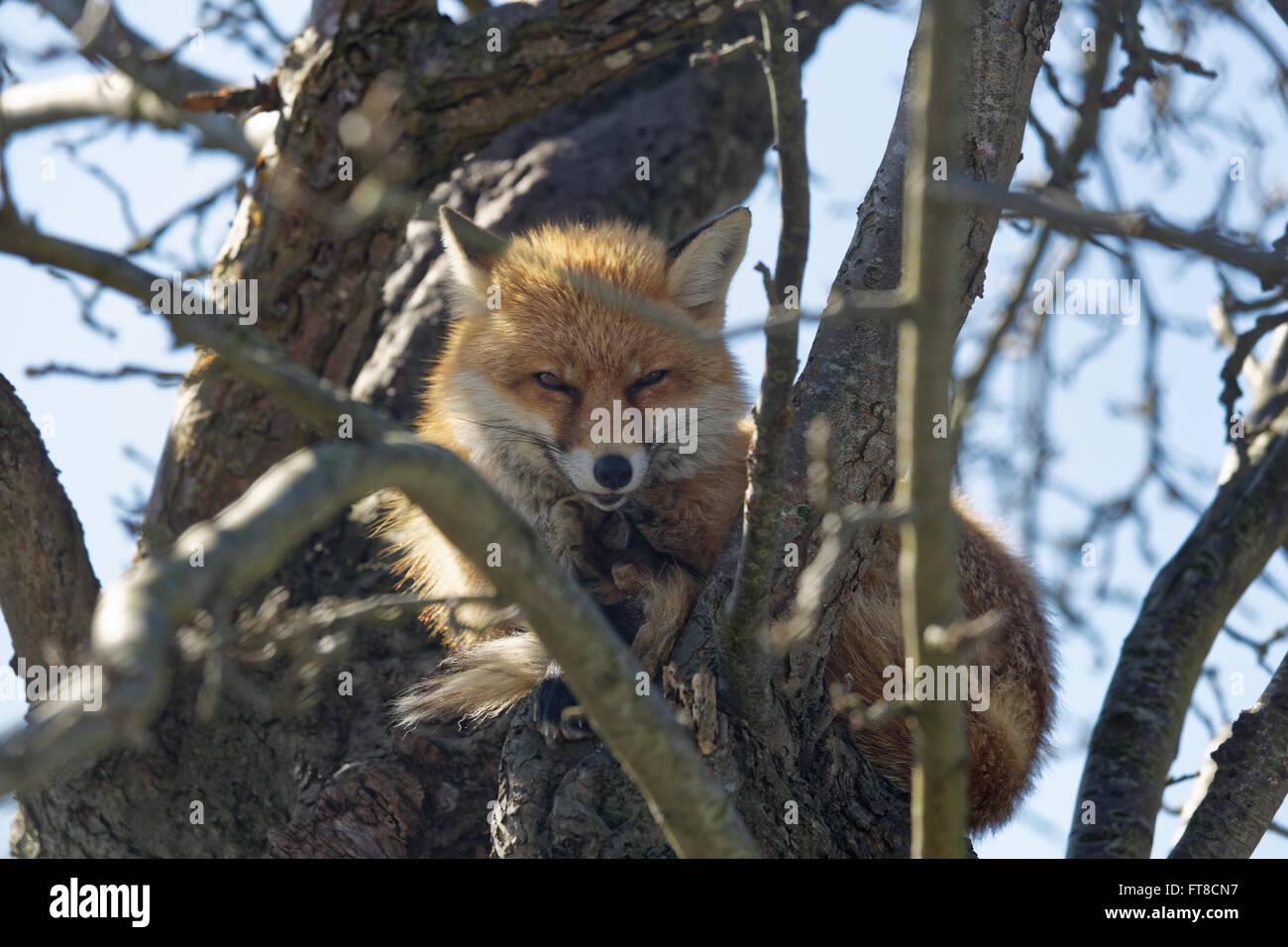 Fox in a tree Stock Photo Alamy