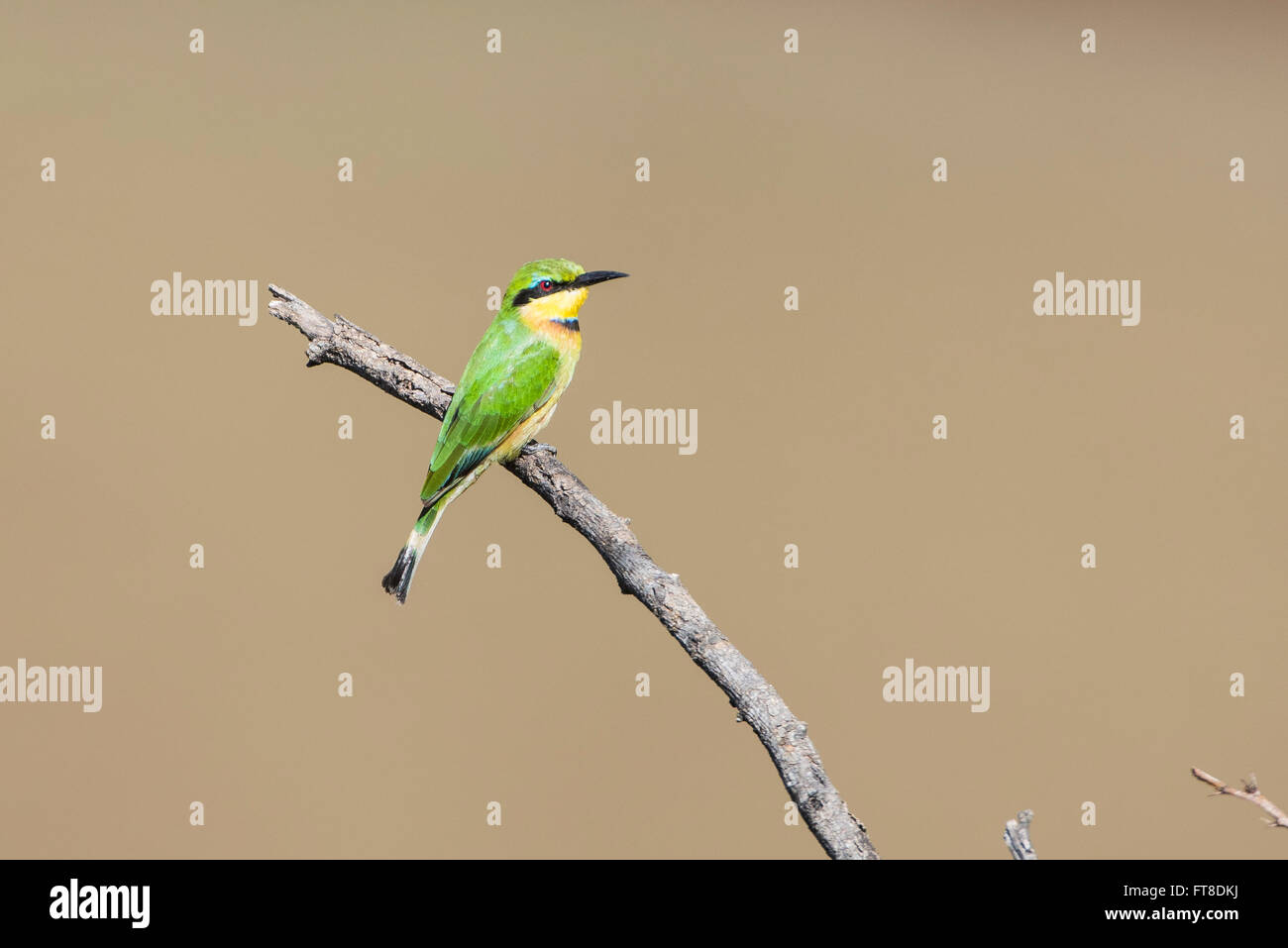 Little bee-eater,Bienenfresser,Merops pusillus,Vogel,Bird, Stock Photo