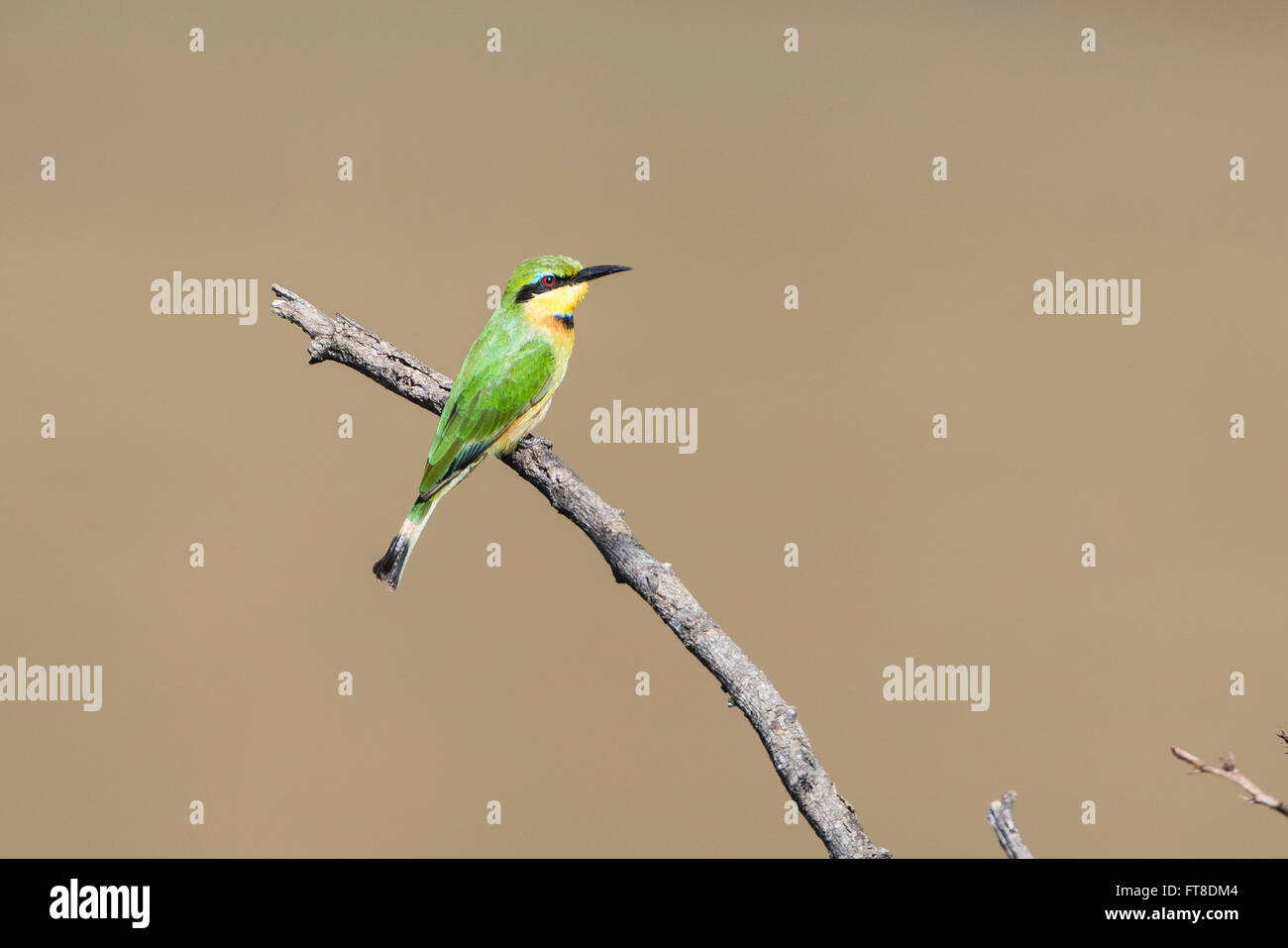 Little bee-eater,Bienenfresser,Merops pusillus,Vogel,Bird, Stock Photo