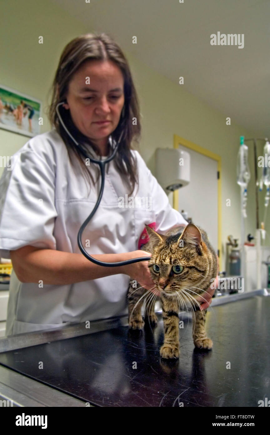 Vet table cats hi-res stock photography and images - Alamy