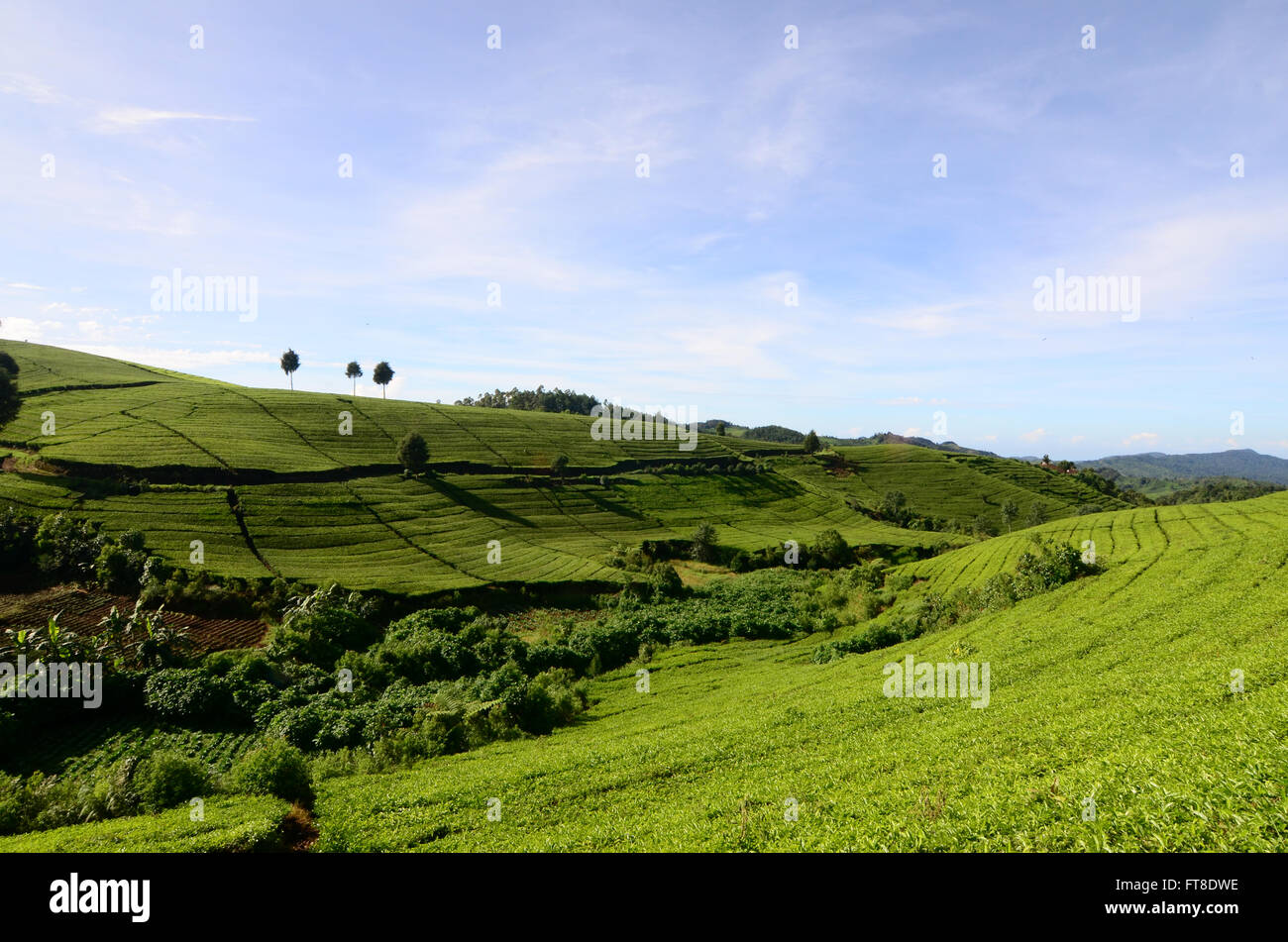Tea Leaf Plantation At Mount Patuha Bandung West Java Indonesia Tea Leaf Plantation At Mount Patuha Bandung West Java Indonesia