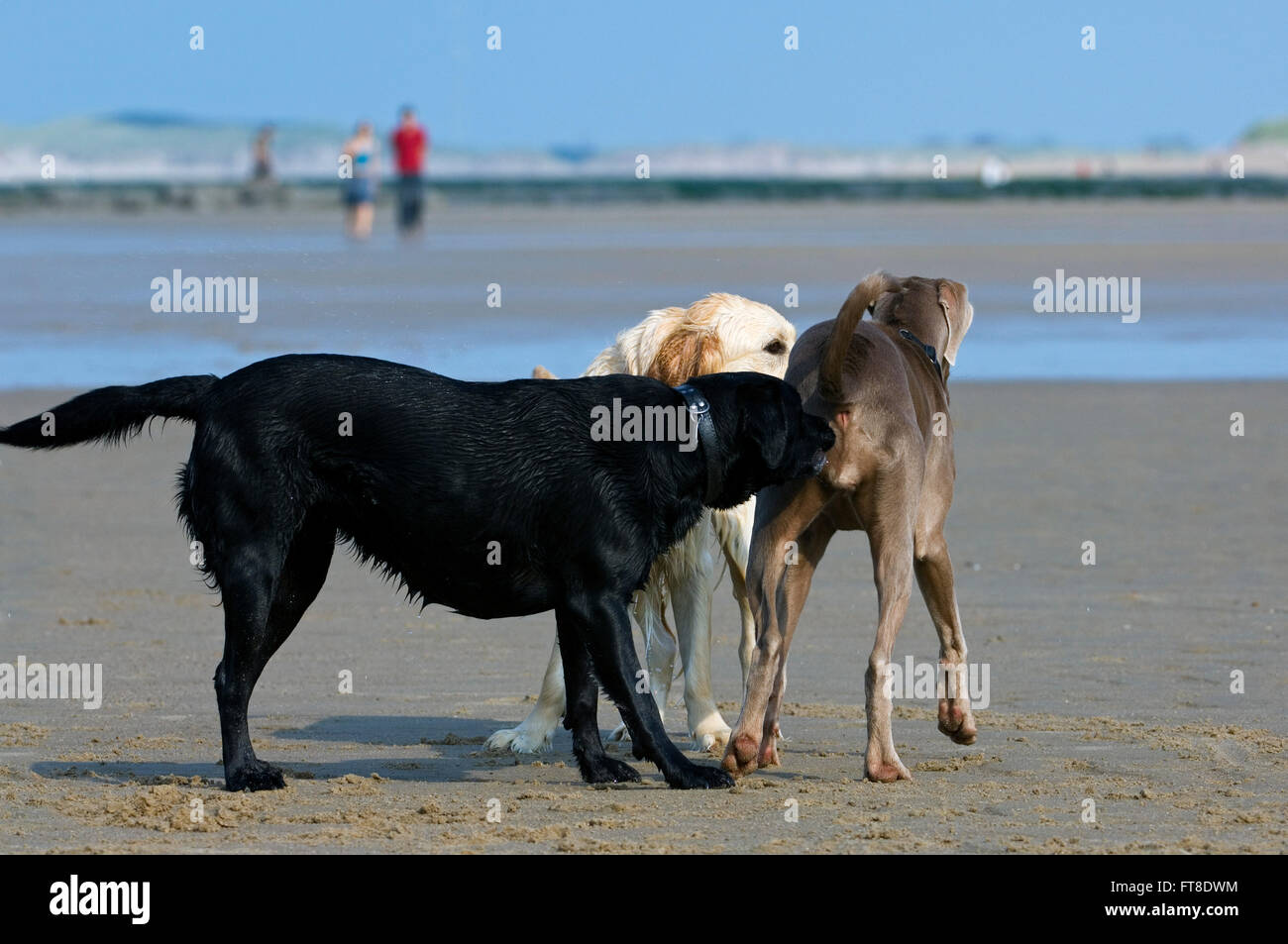 Strange animal meeting hi-res stock photography and images - Alamy