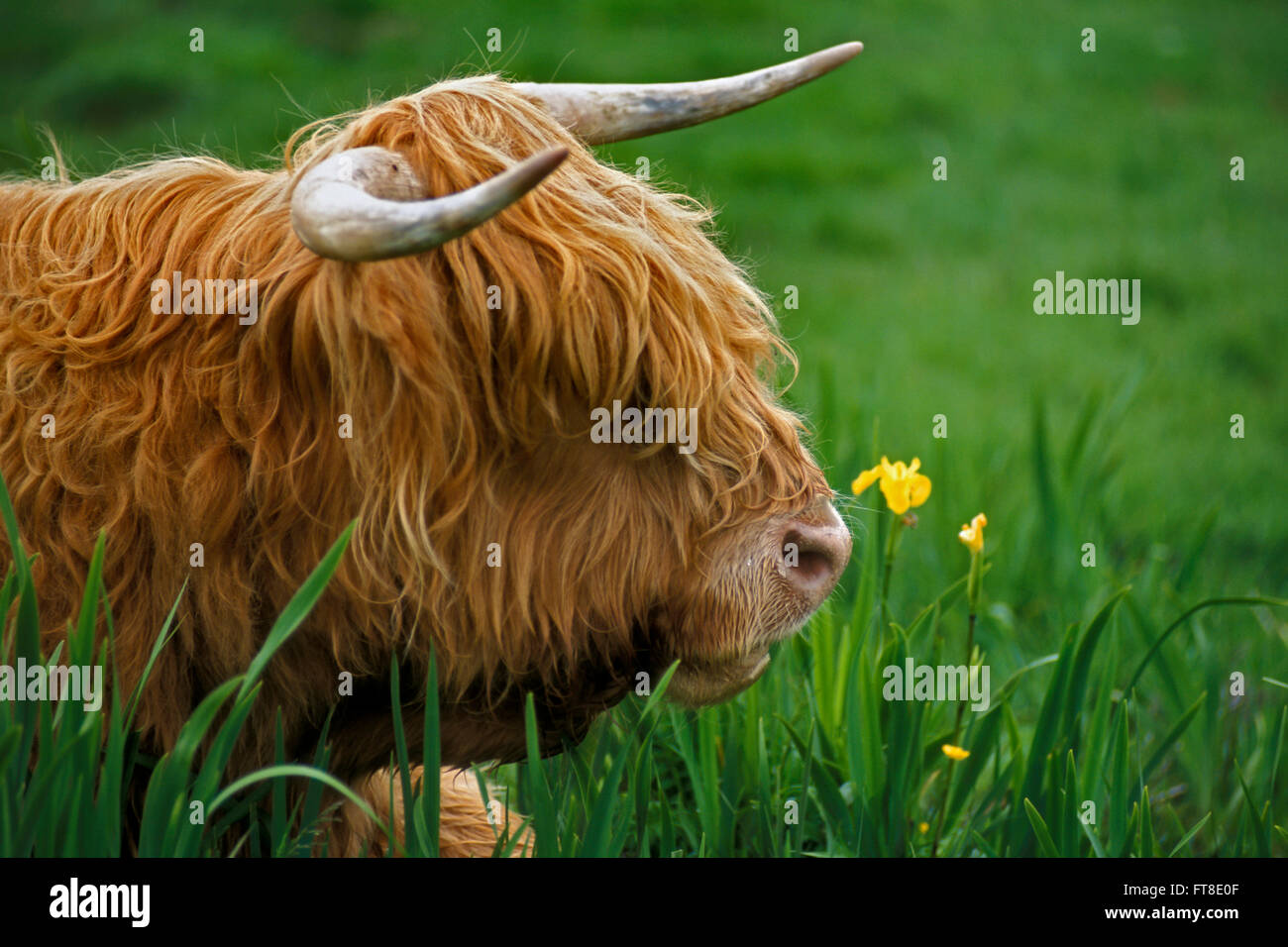 Close up portrait of Highland bull, Scottish cattle breed lying in meadow Stock Photo