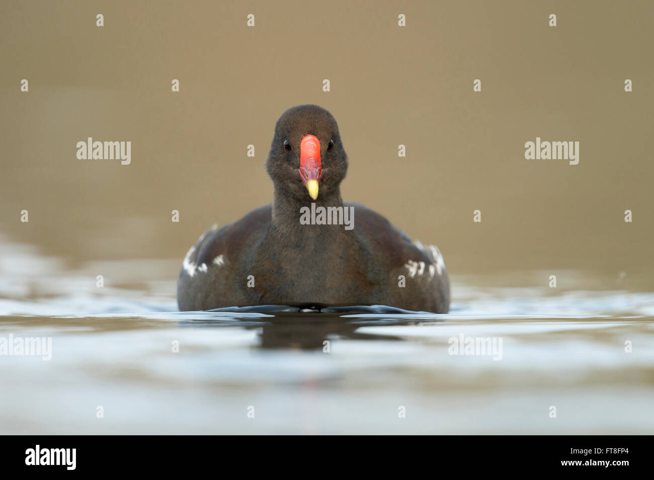 Serious looking Common Moorhen ( Gallinula chloropus ) in breeding dress, frontal shot, in eye contact to the photographer. Stock Photo