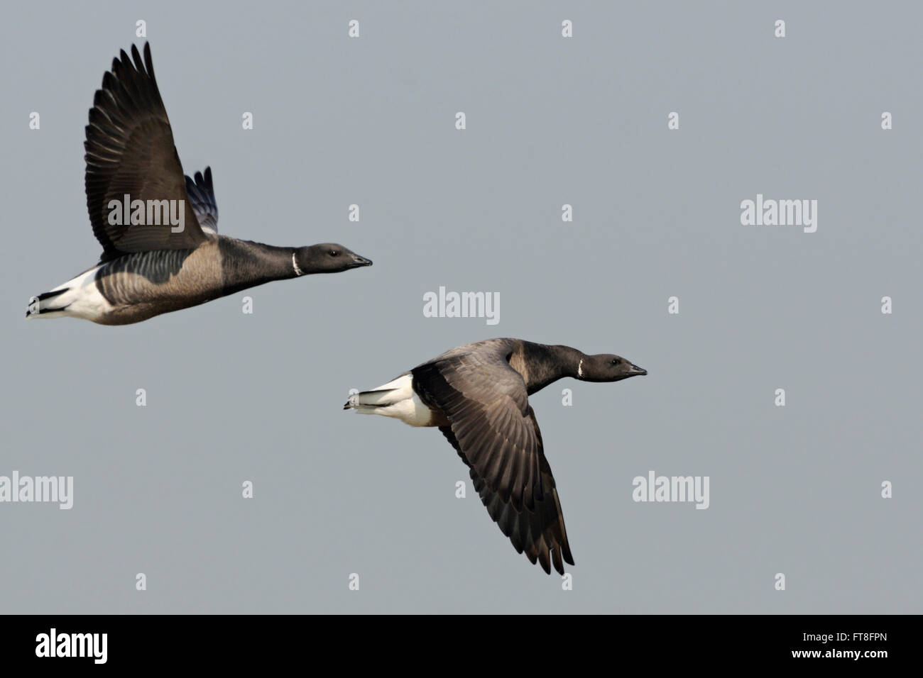 Brent Geese / Ringelgaense ( Branta bernicla ) two adult in flight, opposite wing posture. Stock Photo