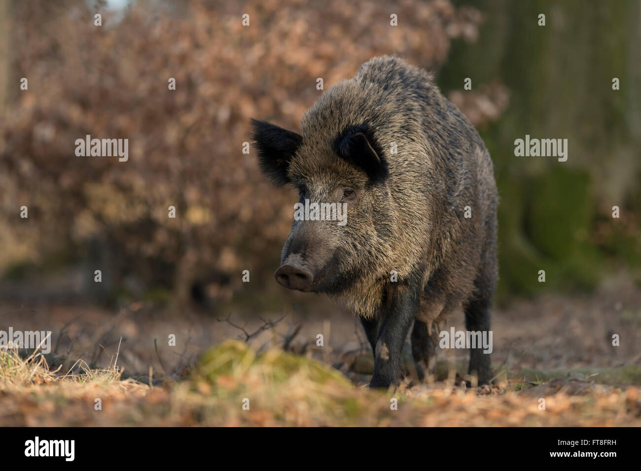 Wild boar / Wildschwein ( Sus scrofa ), adult female with swollen teats, in natural surrounding of a broad leaved forest. Stock Photo