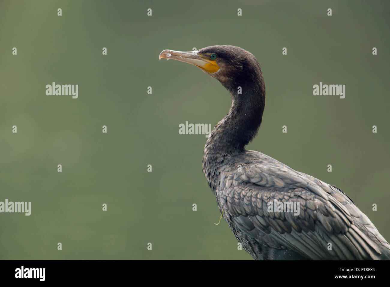 Great Cormorant ( Phalacrocorax carbo ), adult, close up, portrait shot, sitting in front of a clean natural green background. Stock Photo