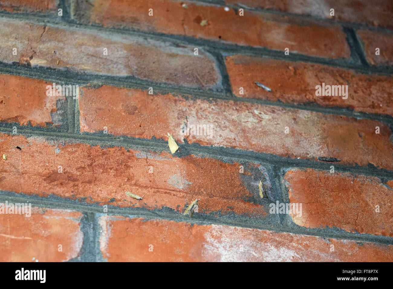 Other moths on a brick wall. The flying insects to the light bulb Stock