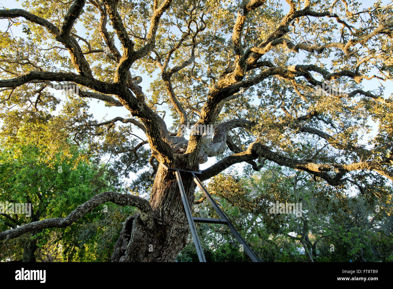 Coastal Live Oak High Resolution Stock Photography and Images - Alamy