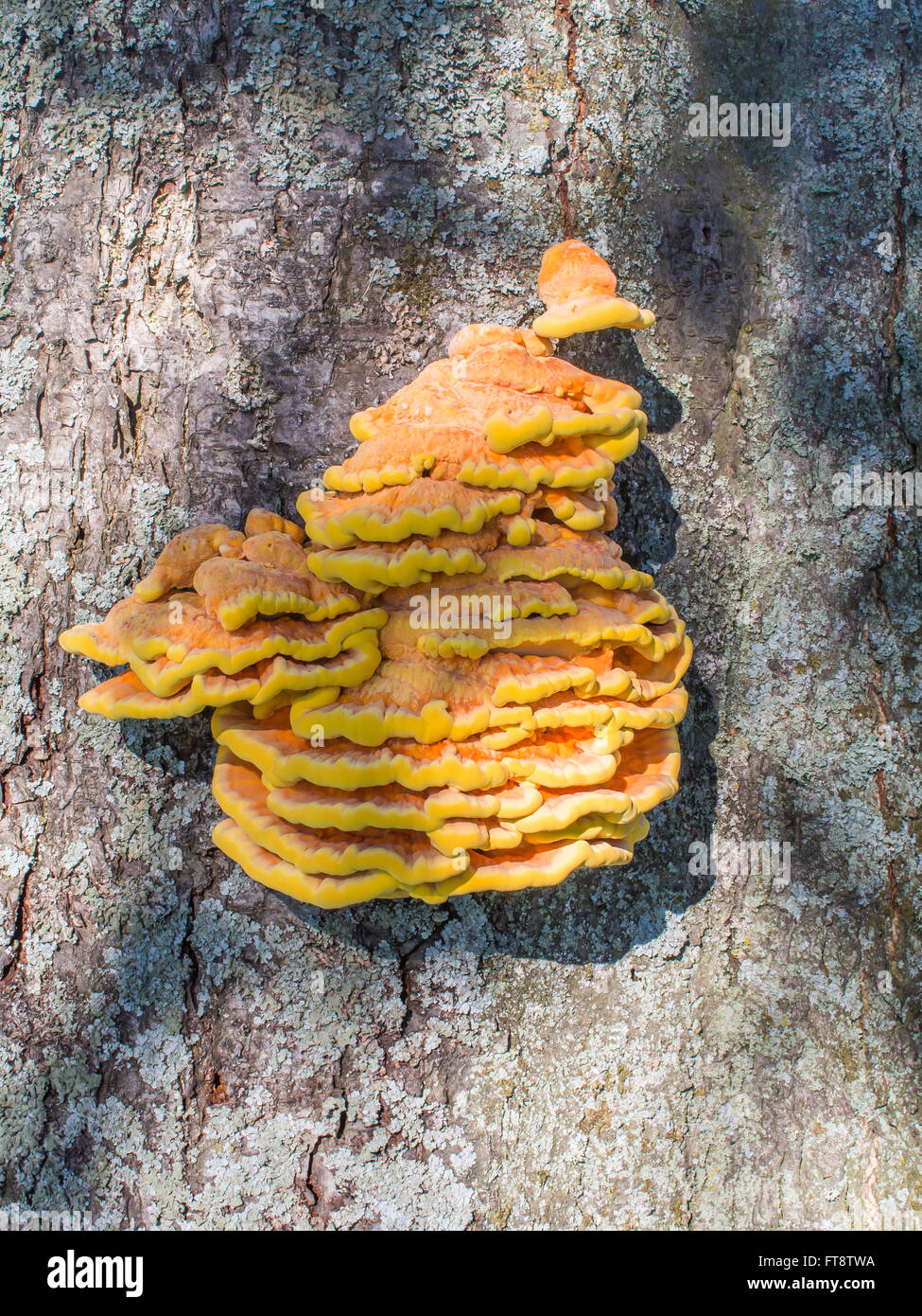 Beautiful bright and orange bracket  fungus growing on the trunk of a tree Stock Photo