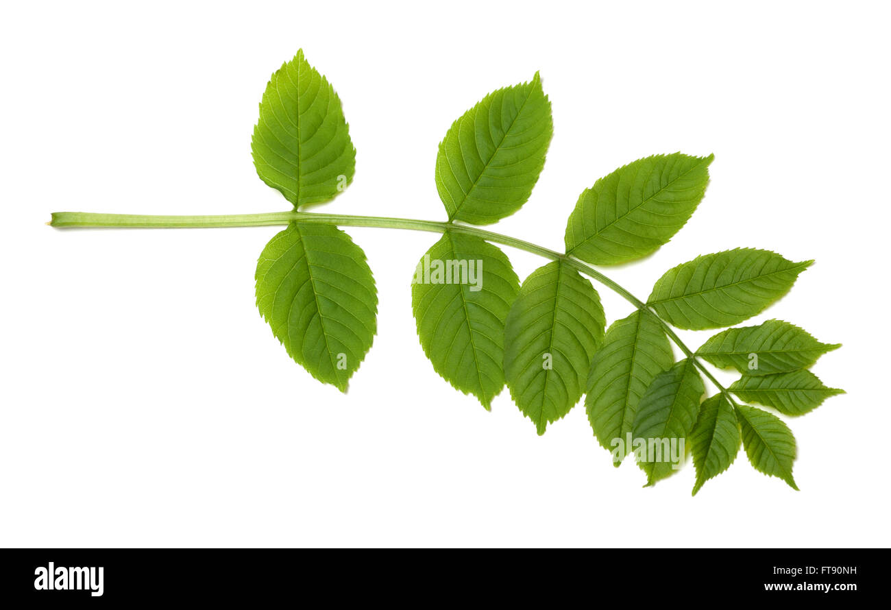 Green sorbus leaves. Isolated on white background Stock Photo