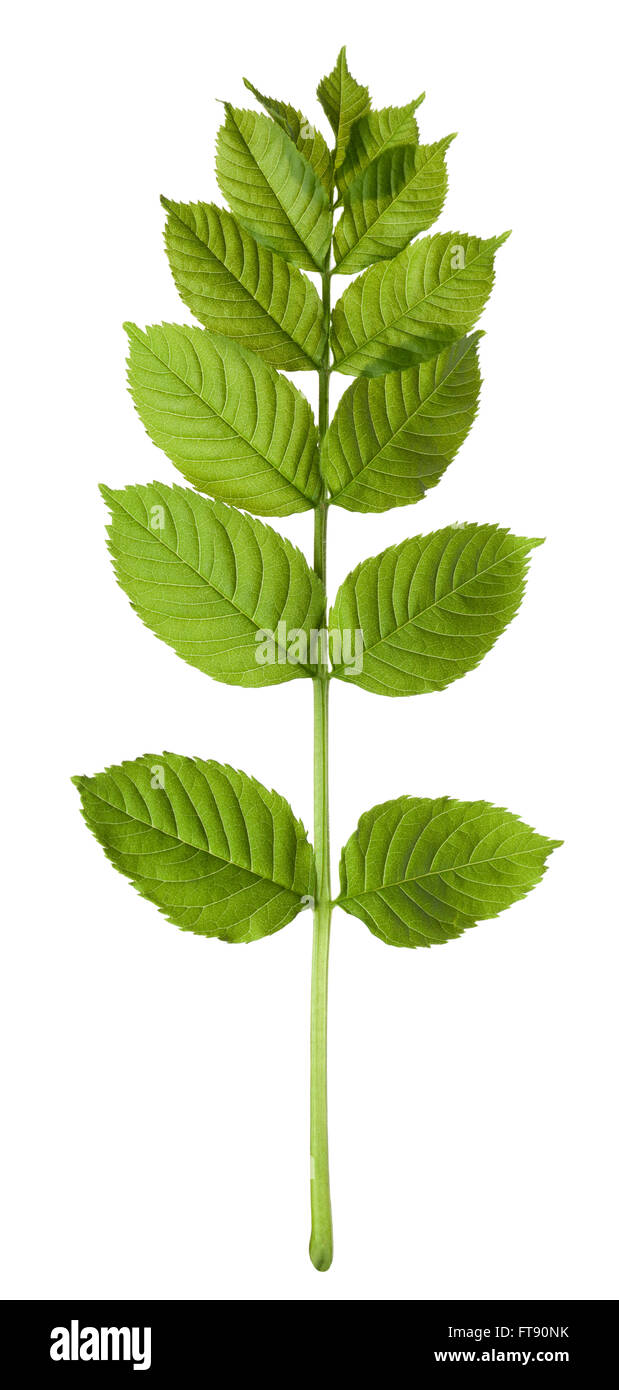 Spring sorbus leaves isolated on white background Stock Photo