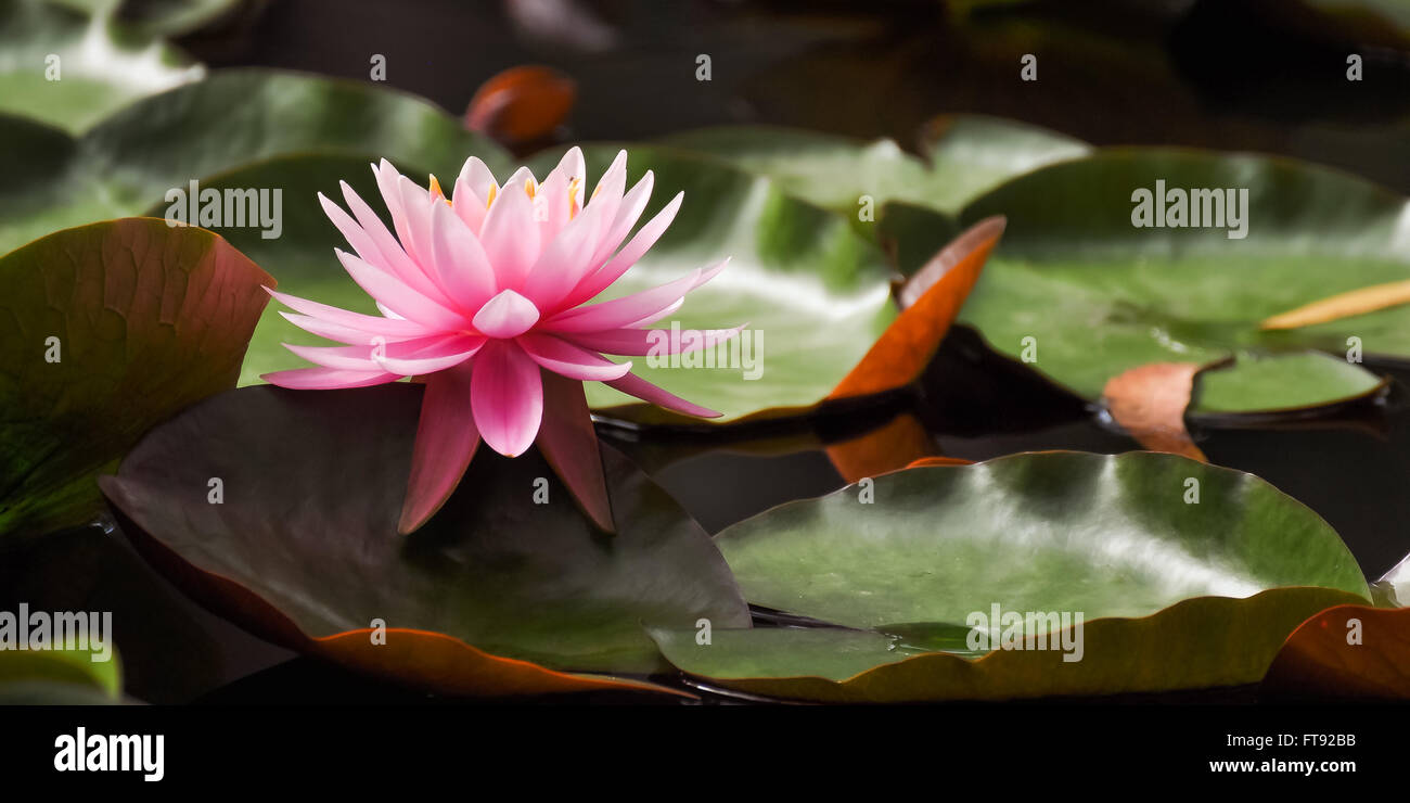 Water Lily Flower Close Up Stock Photo